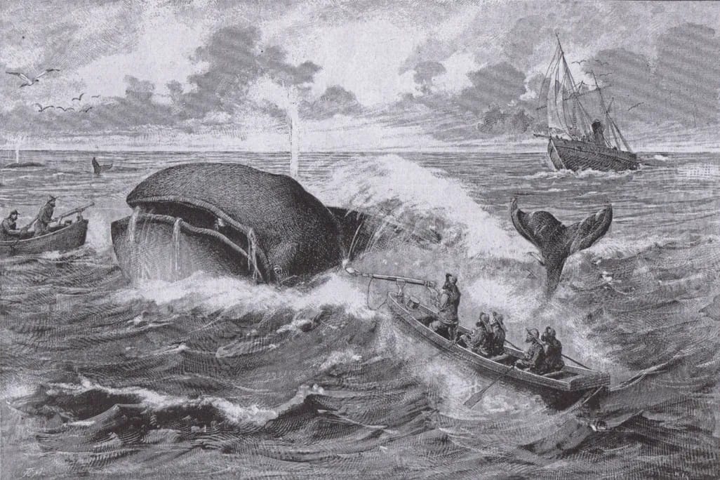 Tegning af Moby Dick, Walfang nach neuster Fangmethode (1885) by Jean Bungartz Public domain via Wikimedia Commons